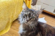 猫咖模拟经营游戏攻略（游戏攻略、经营技巧、猫咖帝国、模拟经营游戏）